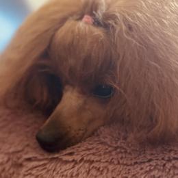 Poodles from Royal Kedsmore Toy Poodles