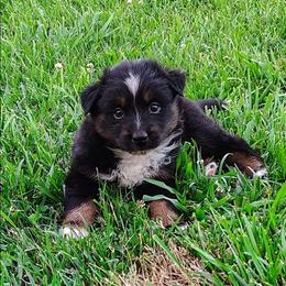 Girl 1 - Black tri-color female Australian Shepherd puppy in Lawrenceburg, Kentucky from Wolf Creek Aussies And Aussiedoodles