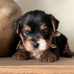 Yellow boy - Black and gold male Yorkshire Terrier puppy in Meridian, Idaho from Doodles of Idaho