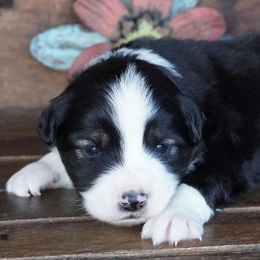 Boy 1 - male Miniature Australian Shepherd puppy in Lawton, Oklahoma from Lindsey’s Aussies
