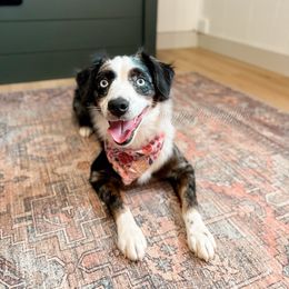 Belle - Miniature Australian Shepherd