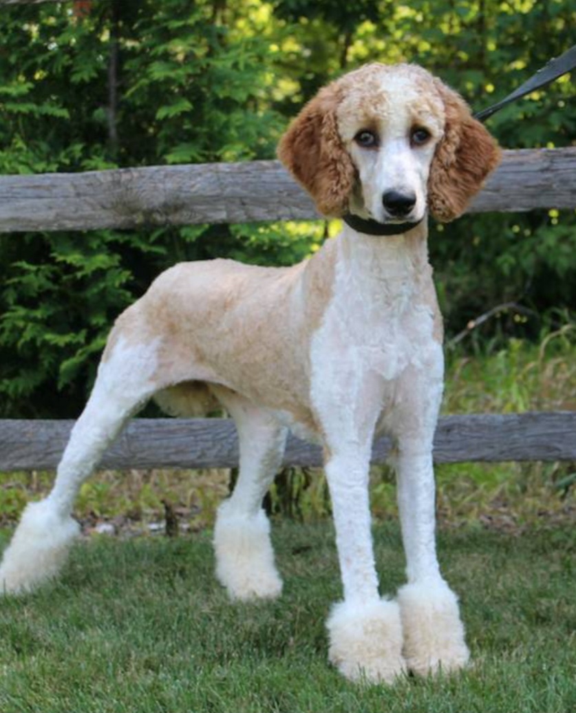 Poodles from J&Js Majestic poodles