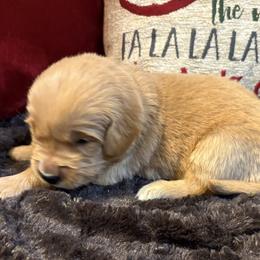 Bailey - Golden female Golden Retriever puppy in Seville, Ohio from Retriever Ranch