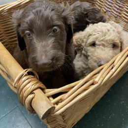 Labradoodle Puppies from CC Labradoodles