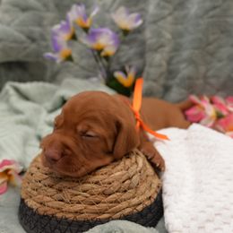 Mr. Orange - Golden rust male Vizsla puppy in Lexington, Kentucky from Summit Vizsla (we can deliver to you)