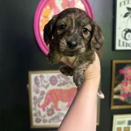 Rhett - Brindle male Dachshund puppy in Coatesville, Indiana from ADH Dachshunds