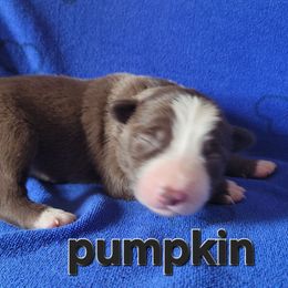 Pumpkin - White and red female Border Collie puppy in Dundy County, Nebraska from Stag Valley Homestead