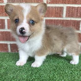Pembroke Welsh Corgi Puppies from Carolina cotton candy corgis