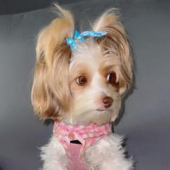 Roxi - Yorkshire Terrier