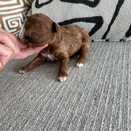 2 - Red  male Poodle puppy in Queen Creek, Arizona from Prestigious Toy Poodles