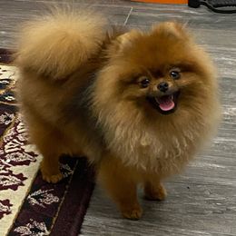 Ringo - Pomeranian