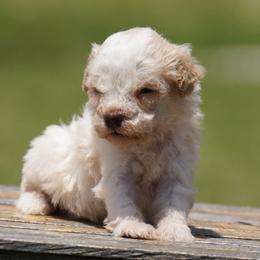 A Litter Boy 3 - Off-white male Lagotto Romagnolo puppy in Seymour, Missouri from Terra Incognita