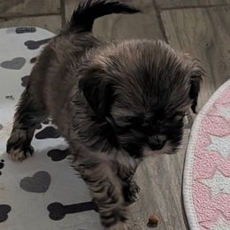 Fran - Brindle female Lhasa Apso puppy in Fort Worth, Texas from Cynthia's Lhasa Apsos
