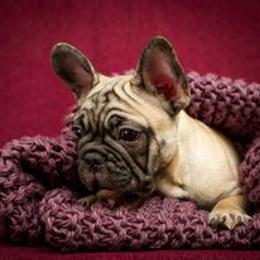 French Bulldog Puppies from BelievaBULL Frenchies