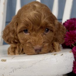 Autumn - Red female Cavapoo puppy in Manheim, Pennsylvania from Paige Haldeman's Cavapoos and Shichons
