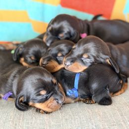 Dachshund puppies from Dogwood Mountain Dachshunds