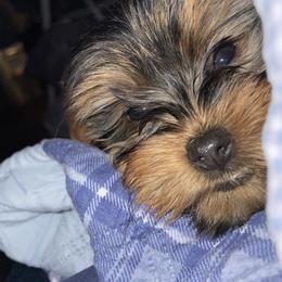 Yorkshire Terrier Puppies from Paw-Perfect Palace