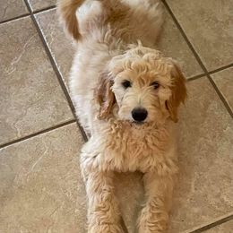 Goldendoodle Puppies from Soule Buddies
