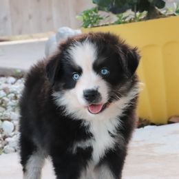 Skaggs - Black tri male Miniature Australian Shepherd puppy in Goliad, Texas from Sassy Lil Aussies and Diamond W Poodles