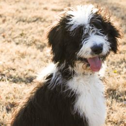 Aussiedoodles, Bernedoodles, and Poodles from Miller's Doodles