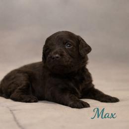 Max Mayfield - Brown female Bernedoodle puppy in Bennett, Colorado from Darling Paws, LLC