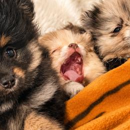 Butch Cassidy - Chocolate merle male Pomeranian puppy in Lake Forest Park, Washington from Tea Pup Pomeranians