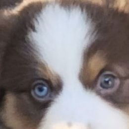 Miniature Australian Shepherds and Toy Australian Shepherds from Haugen's Minis