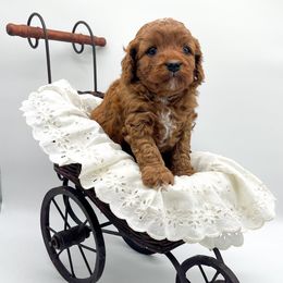 Charlie - Red male Cavapoo puppy in Eau Claire, Wisconsin from Regal Cavaliers
