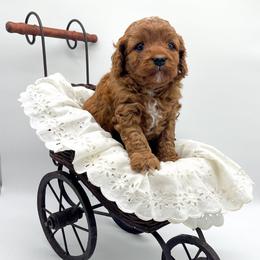 Charlie - Red male Cavapoo puppy in Eau Claire, Wisconsin from Regal Cavaliers