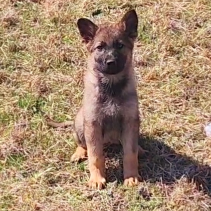 German Shepherd and Pembroke Welsh Corgi Puppies from Tiny Titans K9