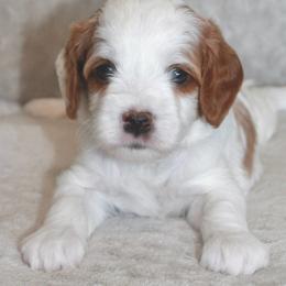 Cavalier King Charles Spaniel and Cavapoo Puppies from Ethan McBride