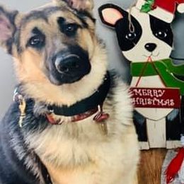 Dutch Shepherds and German Shepherds from KnightWatch K-9