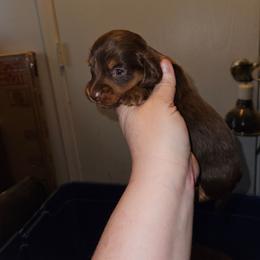 Boy 4 - Chocolate and tan male Dachshund puppy in Lansing, Michigan from Black Thunder 517 Cane Corso and Dachshunds and frenchies
