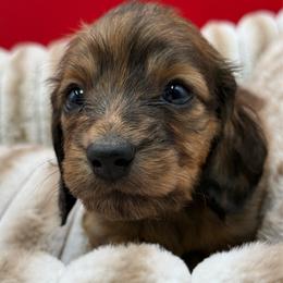 Lucy - Brindle female Dachshund puppy in Corona, California from ChezBeale