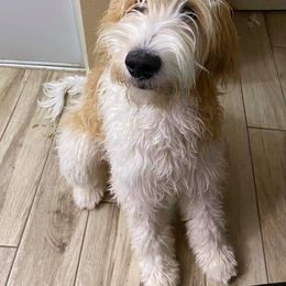 Bunny - Goldendoodle