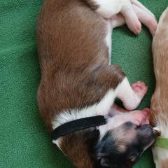 Moon - Red sable male Borzoi puppy in Larimer County, Colorado from Cherry Hill Borzois