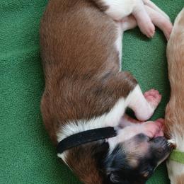Moon - Red sable male Borzoi puppy in Larimer County, Colorado from Cherry Hill Borzois