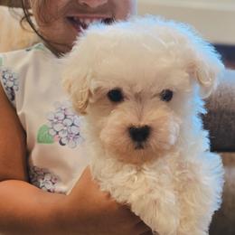 Romeo - White male Maltipoo puppy in Rainbow City, Alabama from Southland Farm Kennels