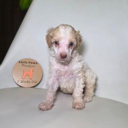 Freedom - Parti male Poodle puppy in Plainfield, New Jersey from Caris Paws Poodles and Labradoodles