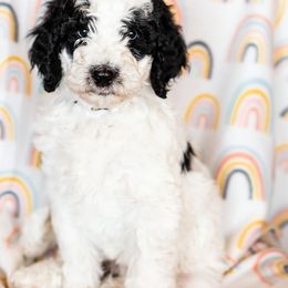 Bearded Retriever, Bernedoodle, and Poodle Puppies from Doodle Belle Puppy