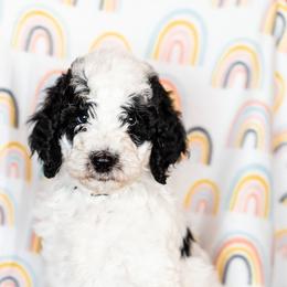 Bearded Retriever, Bernedoodle, and Poodle Puppies from Doodle Belle Puppy