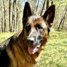 Charlotte - German Shepherd