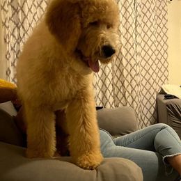 Goldendoodle and Saint Berdoodle All Grown Up from Golden Pond Doodle’s DFW