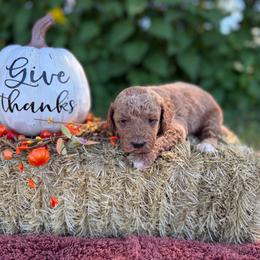 Hank - Apricot male Goldendoodle puppy in Statesville, North Carolina from Ashley's Doodles