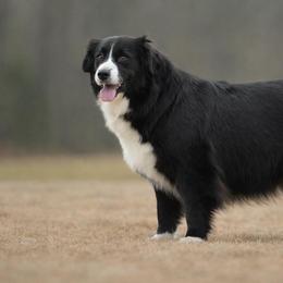 Diamond - Miniature Australian Shepherd