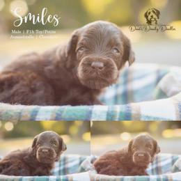 Smiles - Red male Aussiedoodle puppy in Roebuck, South Carolina from Dani's Dandy Doodles