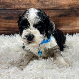 Chandler - Black white and tan male Cockapoo puppy in Lancaster, Missouri from Cavapoo Acres