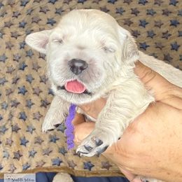 Hello World Litter - Light golden female Golden Retriever puppy in Argyle, Texas from Skarlotte Goldens, LLC