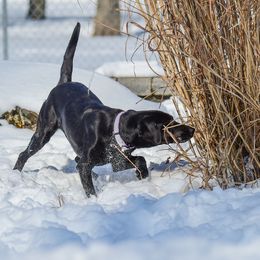 Labrador Retriever All Grown Up from Purpose Bred Labrador Retrievers