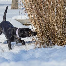 Labrador Retriever All Grown Up from Purpose Bred Labrador Retrievers
